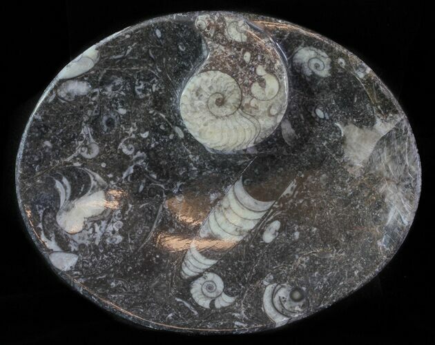 Oval Orthoceras & Goniatite Fossil Plate #62472